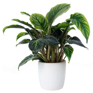 Indoor Plants Png Lrv57 PNG image