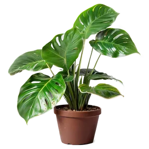 Indoor Plants With Big Leaves Png 16 PNG image