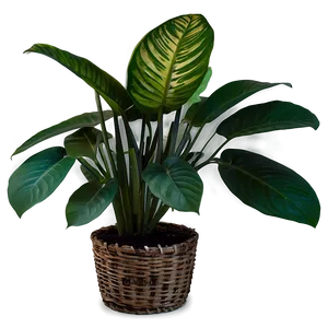 Indoor Plants With Big Leaves Png 40 PNG image