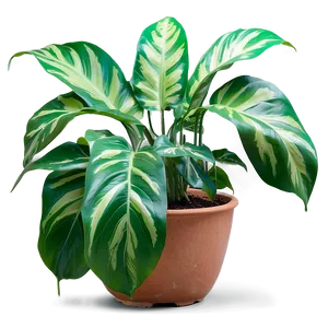 Indoor Plants With Big Leaves PNG 59