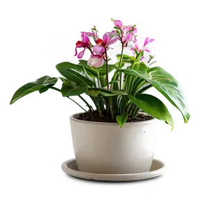 Indoor Plants With Flowers PNG 06252024