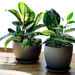 Indoor Plants With Flowers Png Wex38 PNG image