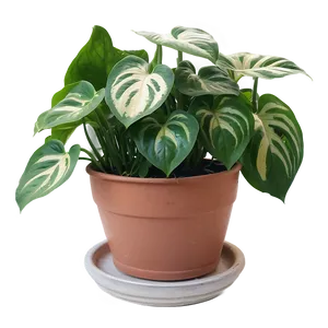 Indoor Pothos Gardening Tips Png 54 PNG image