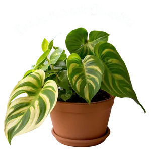 Indoor Pothos Gardening Tips Png Dmi PNG image