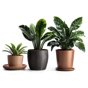 Indoor Potted Plants Png 61 PNG image