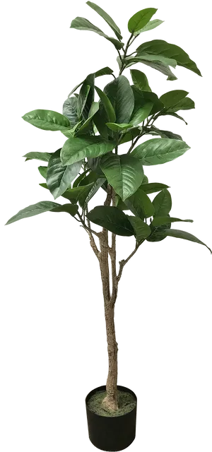 Indoor Potted Tropical Tree PNG image