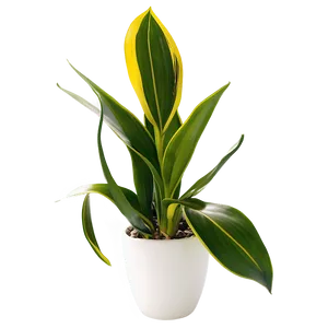 Indoor Snake Plant PNG Ehc46 PNG