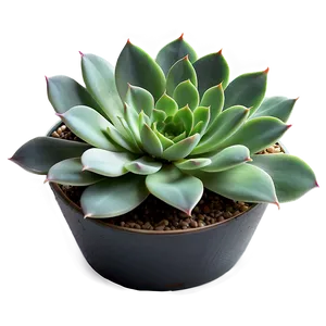 Indoor Succulent Png 64 PNG image