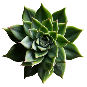 Indoor Succulent Png 89 PNG image