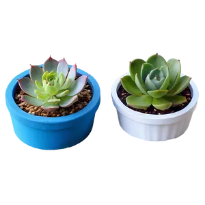 Indoor Succulent Pots Png 39 PNG image