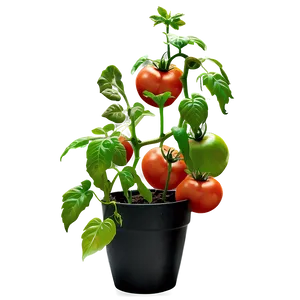 Indoor Tomato Plant Png 06212024 PNG image