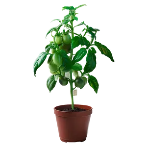 Indoor Tomato Plant Png Erb PNG image