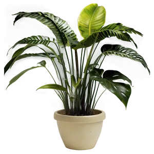 Indoor Tropical Plants PNG 06252024 PNG