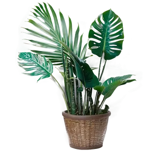 Indoor Tropical Plants Png 54 PNG image