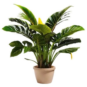 Indoor Tropical Plants Png Pmu PNG image