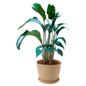 Indoor Winter Plants PNG 34