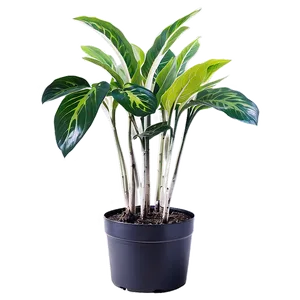 Indoor Winter Plants PNG 39
