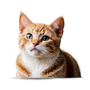 Innocent Cat Look PNG 06242024