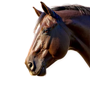 Inspiring Horse Head Masterpiece PNG Lvv73 PNG
