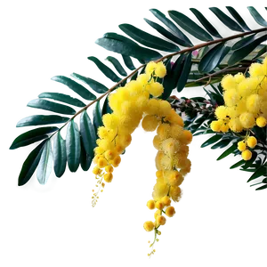Inspiring Mimosa PNG 06202024