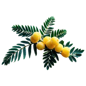 Inspiring Mimosa PNG 06202024 PNG