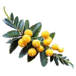 Inspiring Mimosa PNG Mop PNG