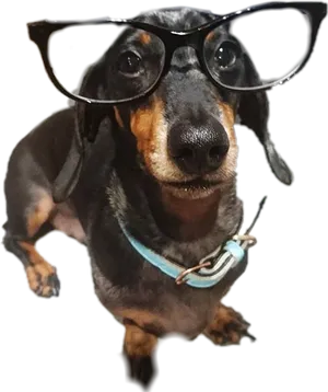 Intelligent Looking Dachshundwith Glasses PNG image