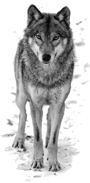 Intense Blackand White Wolf