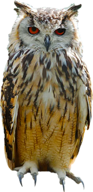 Intense Eyed Owl Portrait PNG image