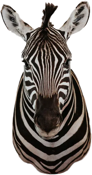 Intense Gaze Zebra Portrait PNG image