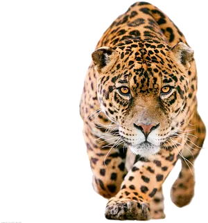 Intense Jaguar Stalking Prey PNG image