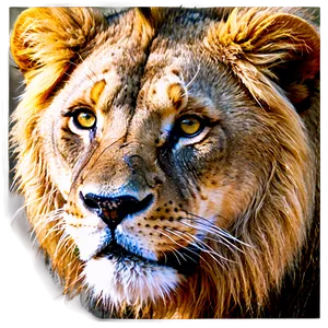 Intense Lion Look PNG 99 PNG