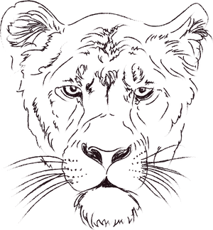 Intense Lioness Sketch PNG image