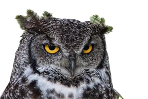 Intense Owl Gaze.jpg PNG image
