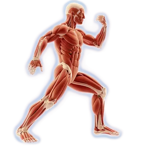 Interactive Muscular System Guide Png Sca14 PNG image