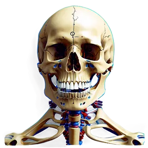 Interactive Skeletal System Diagram PNG 06132024 PNG