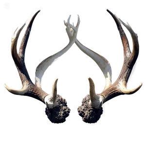 Intricate Antler Display PNG 70 PNG