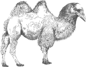 Intricate Camel Illustration
