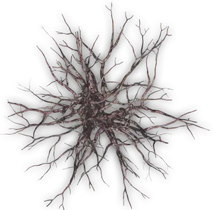 Intricate Dead Tree Roots PNG image