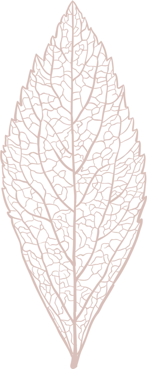 Intricate Leaf Vein Pattern Vector PNG image