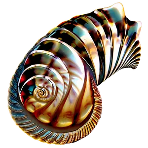 Intricate Pattern Shells PNG 06212024 PNG