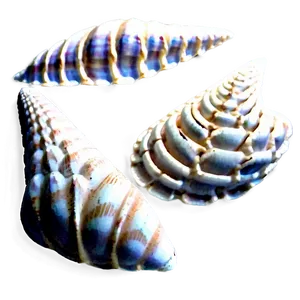 Intricate Pattern Shells PNG 25 PNG