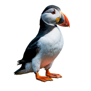 Intricate Puffin Drawing PNG 06292024 PNG