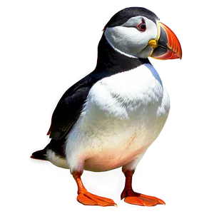 Intricate Puffin Drawing PNG Ajs PNG