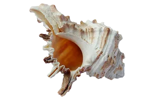 Intricate Sea Shellon Black Background