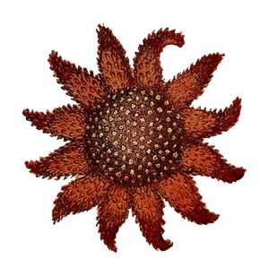 Intricate Textured Starfish Black Background