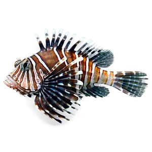 Intriguing Lionfish PNG 38 PNG