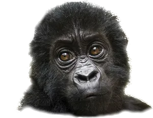 Introspective Gorilla Portrait PNG image