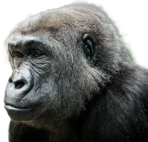 Introspective Gorilla Portrait PNG image