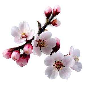Inviting Cherry Blossom PNG 06202024 PNG